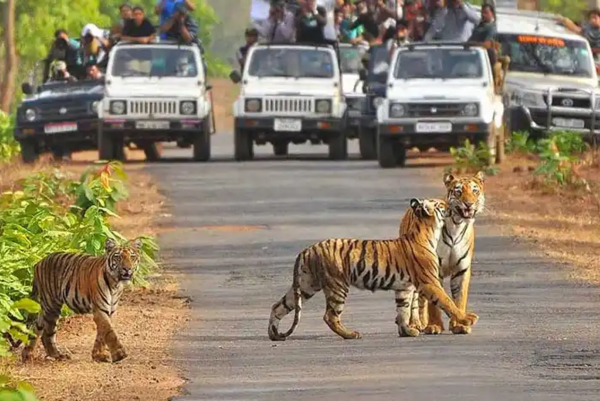 Image of Spot Tigers in Jim Corbett National Park